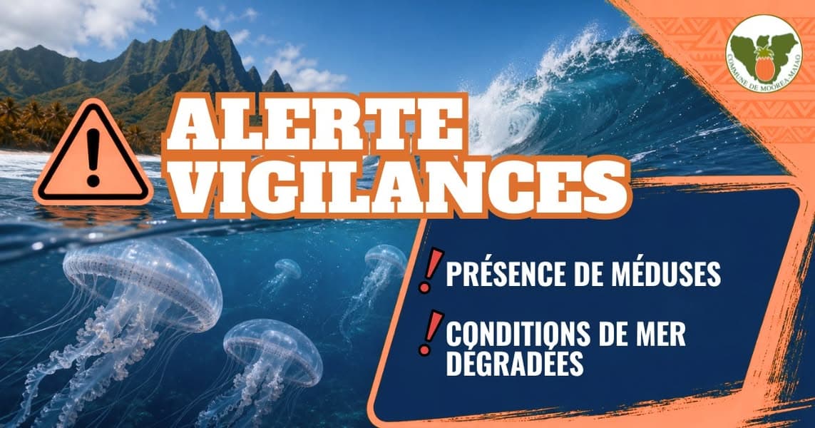 ⚠️ ALERTE VIGILANCE – PRÉSENCE DE MÉDUSES ET CONDITIONS DE MER DÉGRADÉES ⚠️ La Commune de Moorea-Maiao appelle l'ensemble de la population à faire preuve de la plus grande prudence en raison de la...