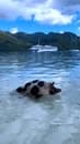 ☀️Aujourd'hui c'est dimanche, et c'est un jour de récupération...je vous laisse en compagnie de Peggy qui se détend à la plage de Tahiamanu à Moorea... 🌈Bon dimanche à tous ! #BonDimanche #peggy #moo