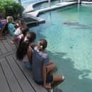 La doyenne des dauphins de Moorea est morte